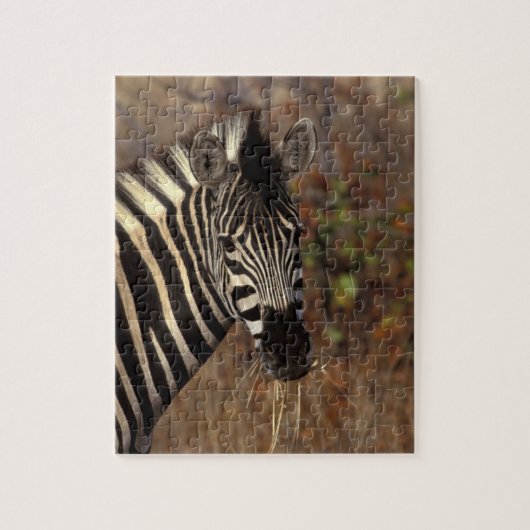 Afrika, Zuid-Afrika, Kruger NP Zebra-portret Legpuzzel (Verticaal)