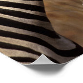 Afrika, Zuid-Afrika, Kruger NP Zebra-portret Poster (Hoek)