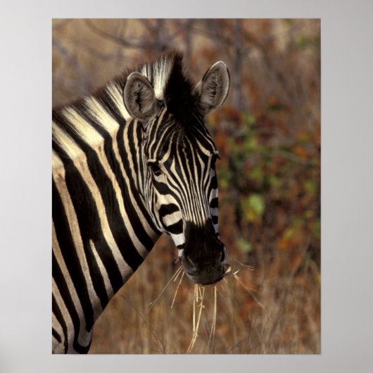 Afrika, Zuid-Afrika, Kruger NP Zebra-portret Poster (Voorkant)