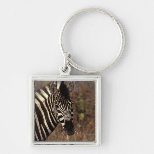 Afrika, Zuid-Afrika, Kruger NP Zebra-portret Sleutelhanger (Voorkant)