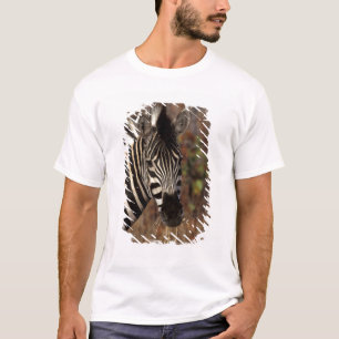 Afrika, Zuid-Afrika, Kruger NP Zebra portret T-shirt