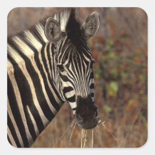 Afrika, Zuid-Afrika, Kruger NP Zebra portret Vierkante Sticker