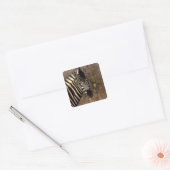 Afrika, Zuid-Afrika, Kruger NP Zebra portret Vierkante Sticker (Envelop)