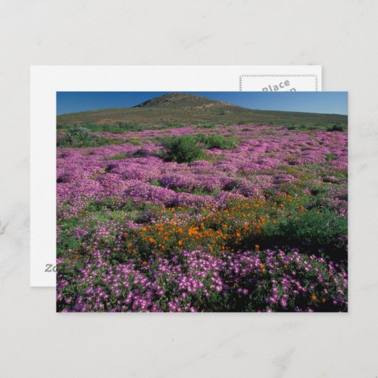 Afrika, Zuid-Afrika, Namaqualand, Oranje en Briefkaart (Voorkant / Achterkant)