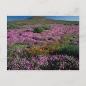Afrika, Zuid-Afrika, Namaqualand, Oranje en Briefkaart (Voorkant)