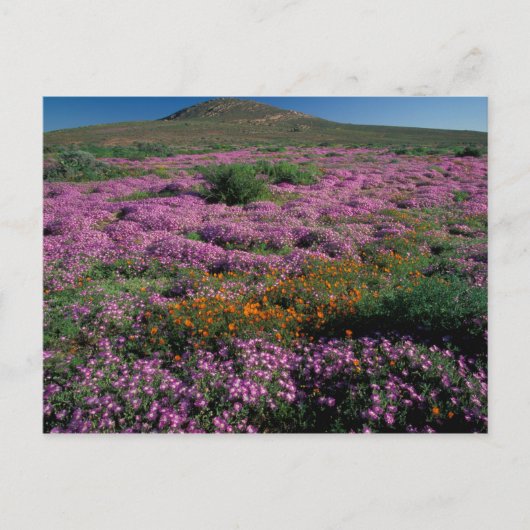 Afrika, Zuid-Afrika, Namaqualand, Oranje en Briefkaart (Voorkant)