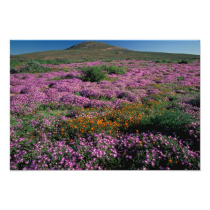Afrika, Zuid-Afrika, Namaqualand, Oranje en Foto Afdruk