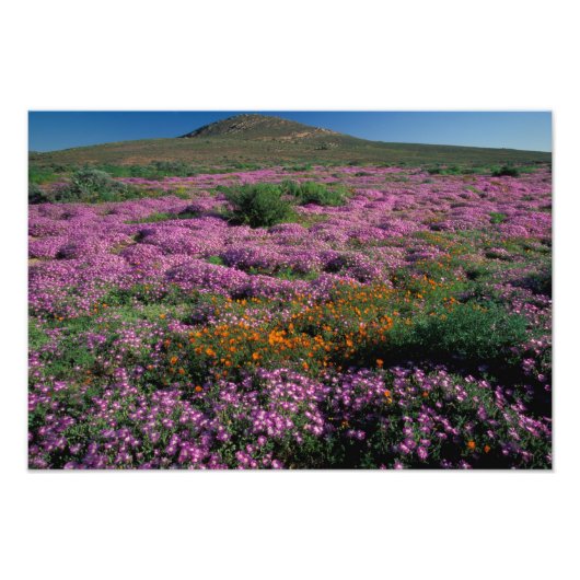 Afrika, Zuid-Afrika, Namaqualand, Oranje en Foto Afdruk (Voorkant)