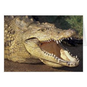 Afrika, Zuid-Afrika Nijlkrokodil