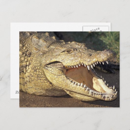 Afrika, Zuid-Afrika Nijlkrokodil Briefkaart (Voorkant / Achterkant)