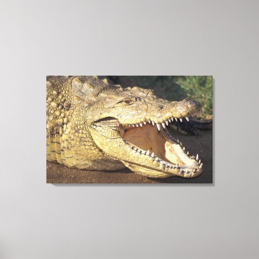 Afrika, Zuid-Afrika Nijlkrokodil Canvas Afdruk (Voorkant)