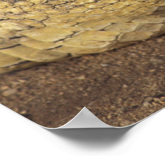 Afrika, Zuid-Afrika Nijlkrokodil Poster (Hoek)