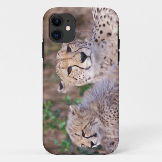 Afrika, Zuid-Afrika, Tswalu-reservaat. Jachtluipaa Case-Mate iPhone Case (Achterkant)