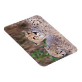 Afrika, Zuid-Afrika, Tswalu-reservaat. Jachtluipaa Magneet (Rechterzijde)