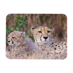 Afrika, Zuid-Afrika, Tswalu-reservaat. Jachtluipaa Magneet