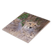 Afrika, Zuid-Afrika, Tswalu-reservaat. Jachtluipaa Tegeltje (Zijkant)