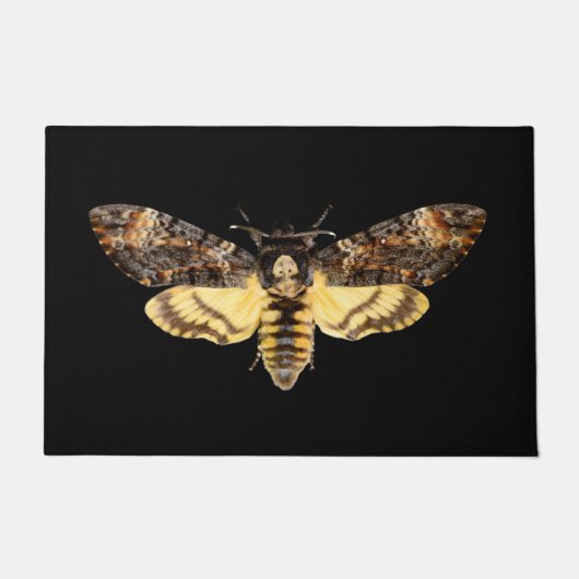 afrikaans doodskop moth butterfly insect Acheronti Deurmat (Voorkant)