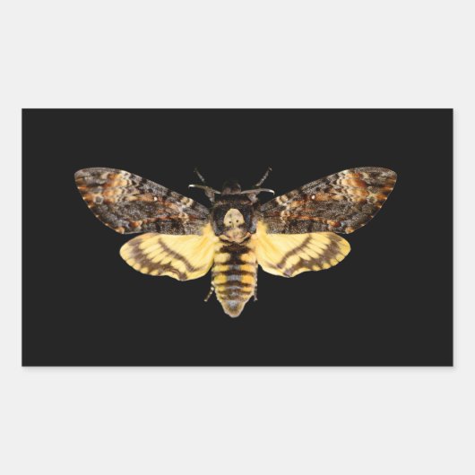 afrikaans doodskop moth butterfly insect Acheronti Rechthoekige Sticker (Voorkant)