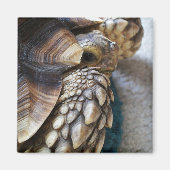 Afrikaans gezuiverd, Sulcata Tortoise Leg, Shell, Magneet (Voorkant)
