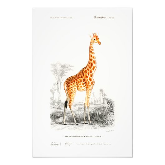  Afrikaans Giraffe Safari Wilde Dier Frans Foto Afdruk (Voorkant)