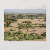 Afrikaans landschap met olifant briefkaart (Voorkant)