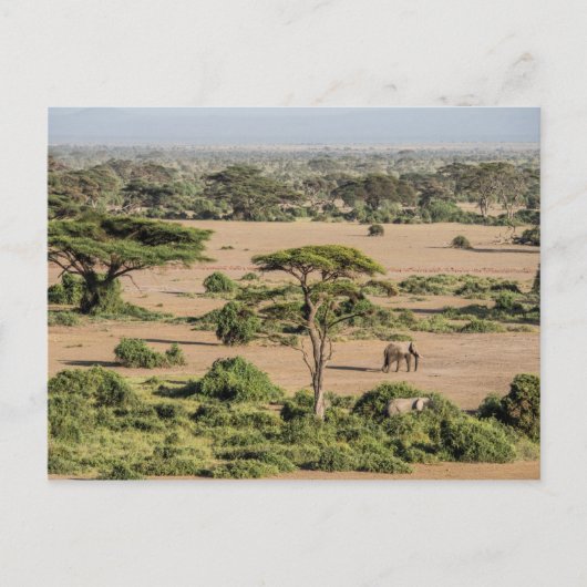 Afrikaans landschap met olifant briefkaart (Voorkant)