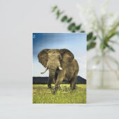 afrikaans-olifant briefkaart (Staand voorkant)