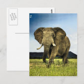 afrikaans-olifant briefkaart (Voorkant / Achterkant)