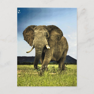 afrikaans-olifant briefkaart