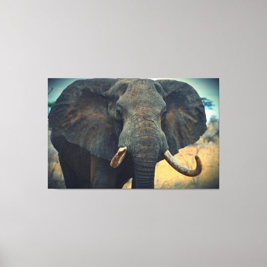 Afrikaans olifant omgepakt Canvas (Voorkant)