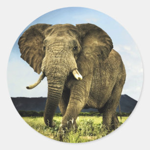 Afrikaans-olifant Ronde Sticker