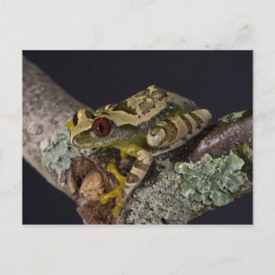 Afrikaans Red Eye Treefrog, Leptopelis Briefkaart