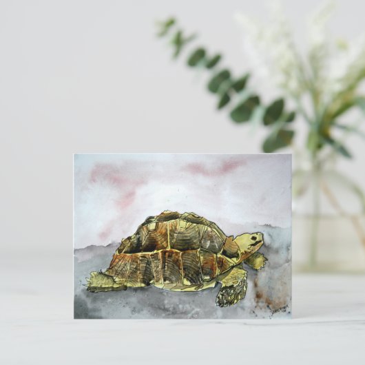 afrikaans schildpad briefkaarten schildpad (Staand voorkant)