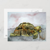 afrikaans schildpad briefkaarten schildpad (Voorkant / Achterkant)