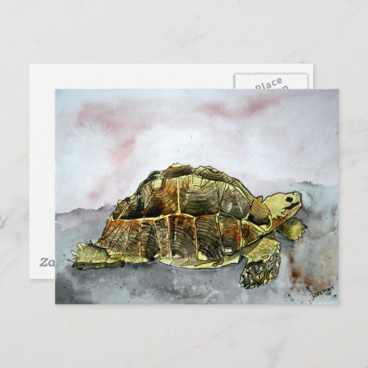 afrikaans schildpad briefkaarten schildpad (Voorkant / Achterkant)