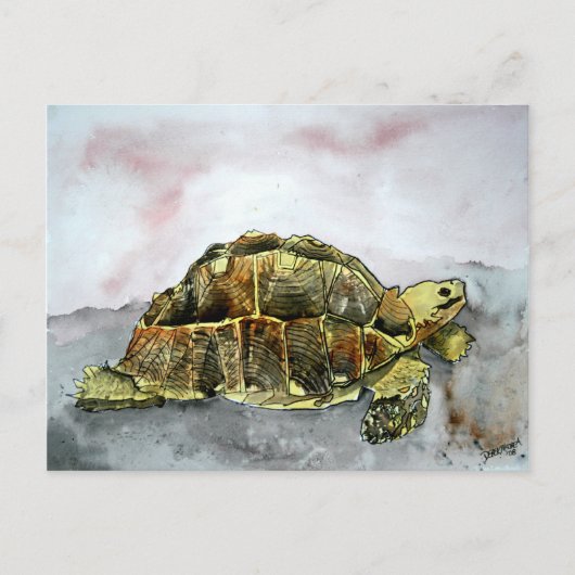 afrikaans schildpad briefkaarten schildpad (Voorkant)