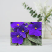 Afrikaans Violet Briefkaart (Staand voorkant)