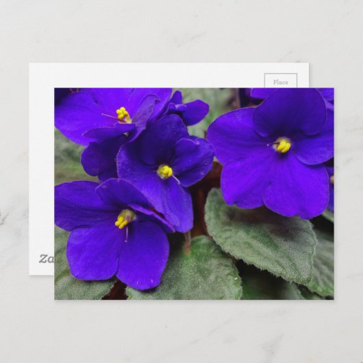 Afrikaans Violet Briefkaart (Voorkant / Achterkant)