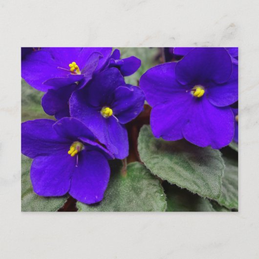 Afrikaans Violet Briefkaart (Voorkant)