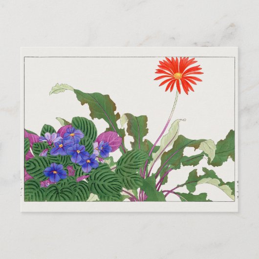 Afrikaans violet, Gerbera van Tanigami Konan Briefkaart (Voorkant)