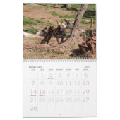 afrikaans-wild-dog-012, African Wild Dog Kalender (Feb 2027)
