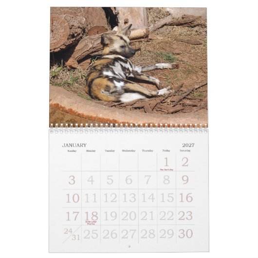 afrikaans-wild-dog-012, African Wild Dog Kalender (Jan 2027)