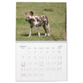afrikaans-wild-dog-012, African Wild Dog Kalender (Mar 2027)