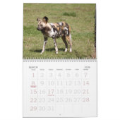 afrikaans-wild-dog-012, African Wild Dog Kalender (Mar 2026)