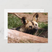 afrikaans-wild-dog-012 briefkaart (Voorkant / Achterkant)