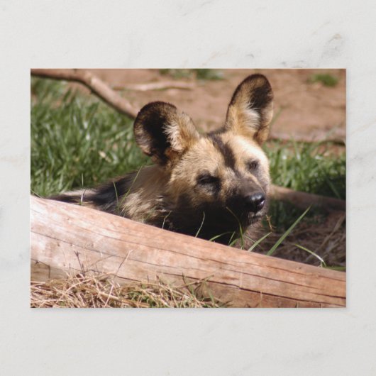 afrikaans-wild-dog-012 briefkaart (Voorkant)