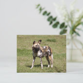 afrikaans-wild-dog-015 briefkaart (Staand voorkant)