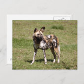 afrikaans-wild-dog-015 briefkaart (Voorkant / Achterkant)