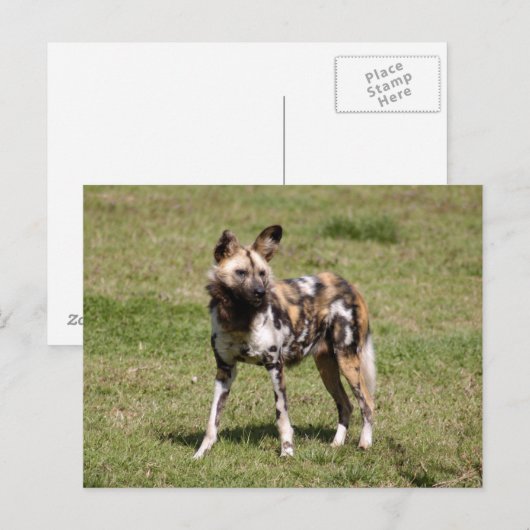 afrikaans-wild-dog-015 briefkaart (Voorkant / Achterkant)