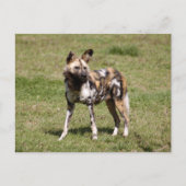 afrikaans-wild-dog-015 briefkaart (Voorkant)